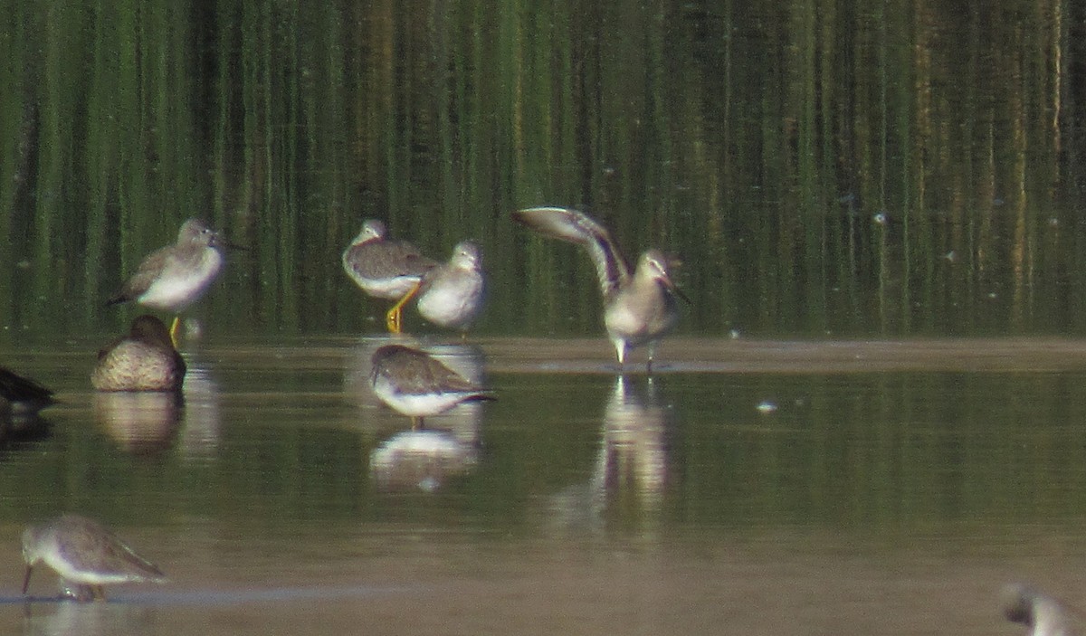 Hudsonian Godwit - ML293165341