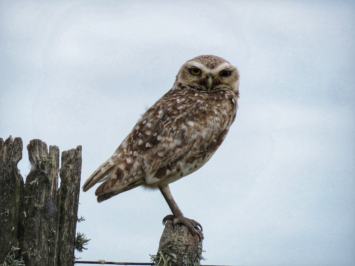 Burrowing Owl - ML293165401