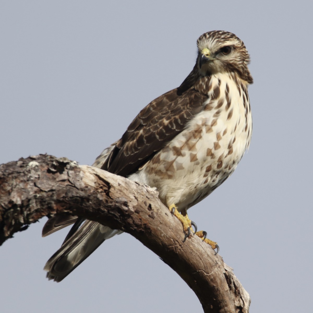 Broad-winged Hawk - JoAnn Girard