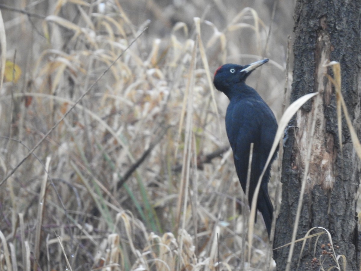 Black Woodpecker - ML293166431