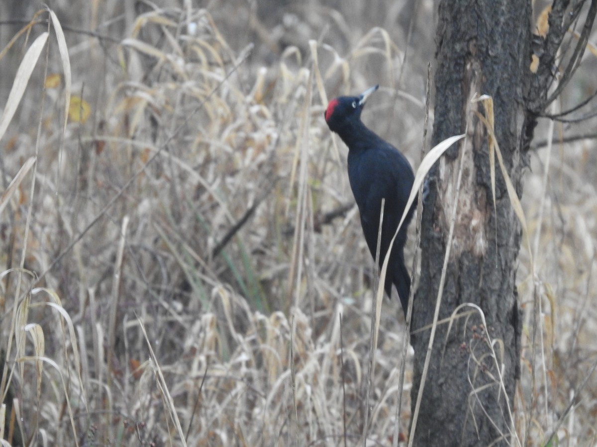 Black Woodpecker - ML293166441