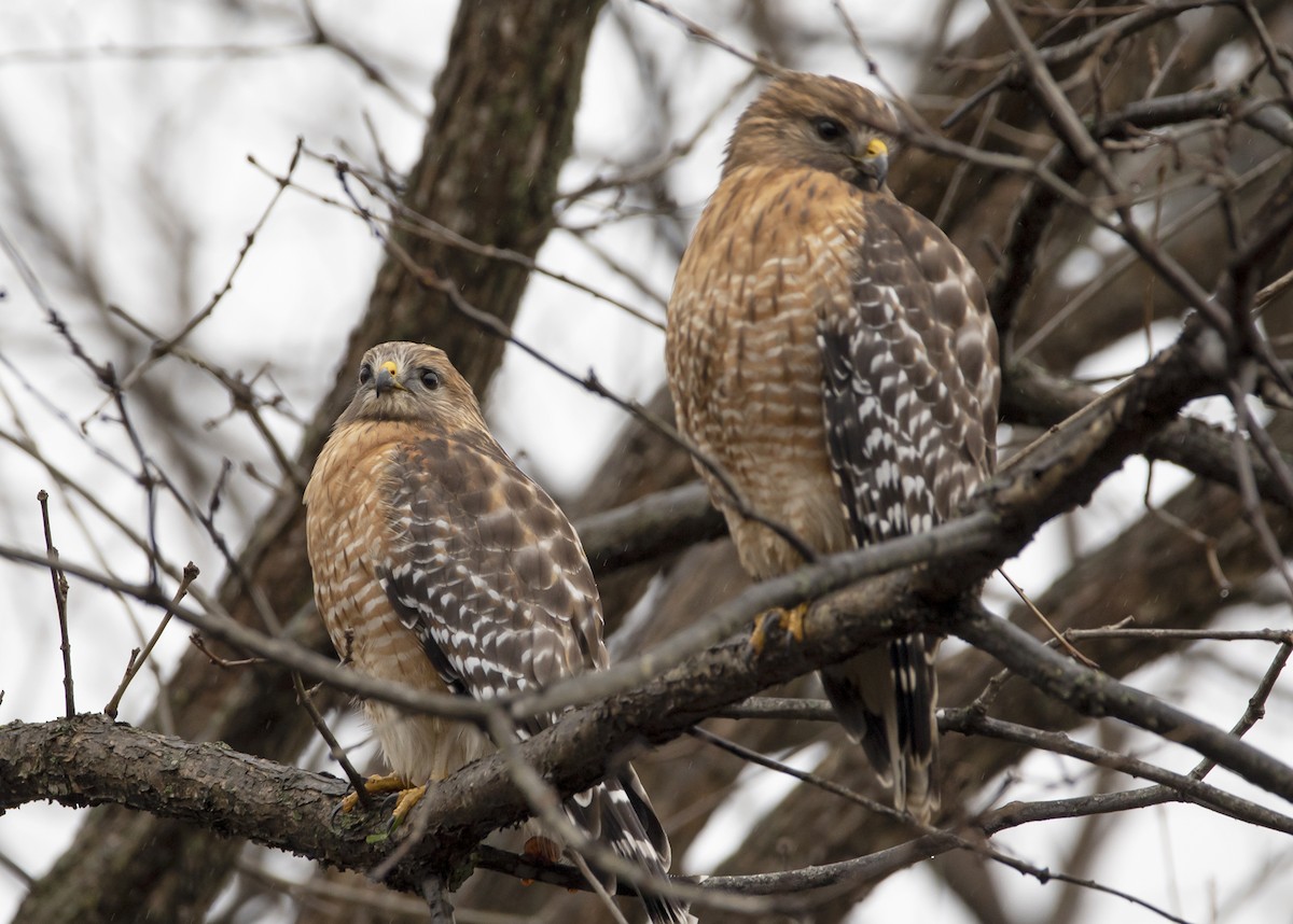 Red-shouldered Hawk - ML293166901