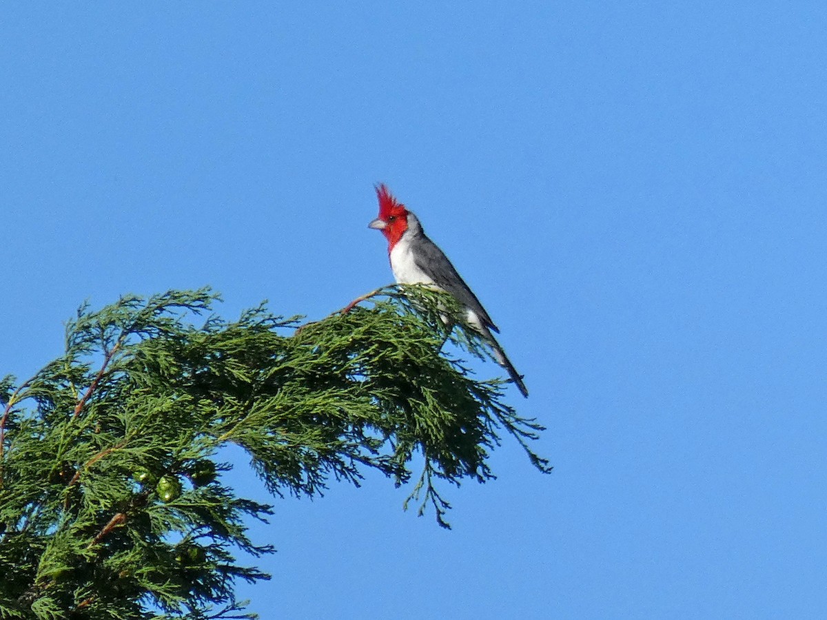 Red-crested Cardinal - ML293168771