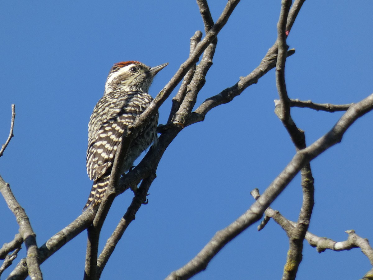 Checkered Woodpecker - ML293169661