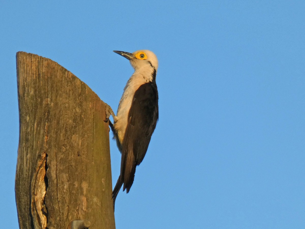 White Woodpecker - ML293170321