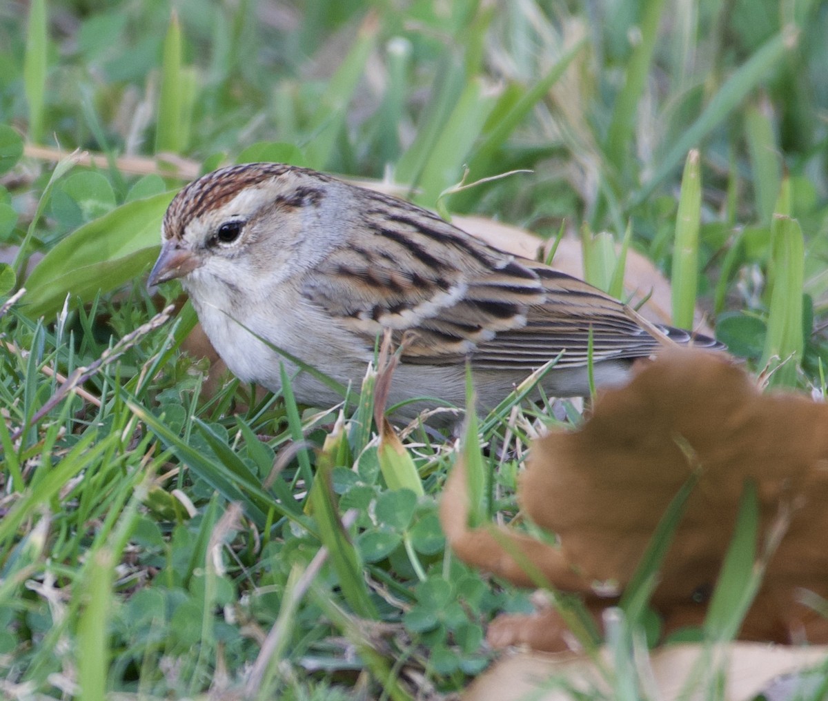 Chipping Sparrow - ML293171011