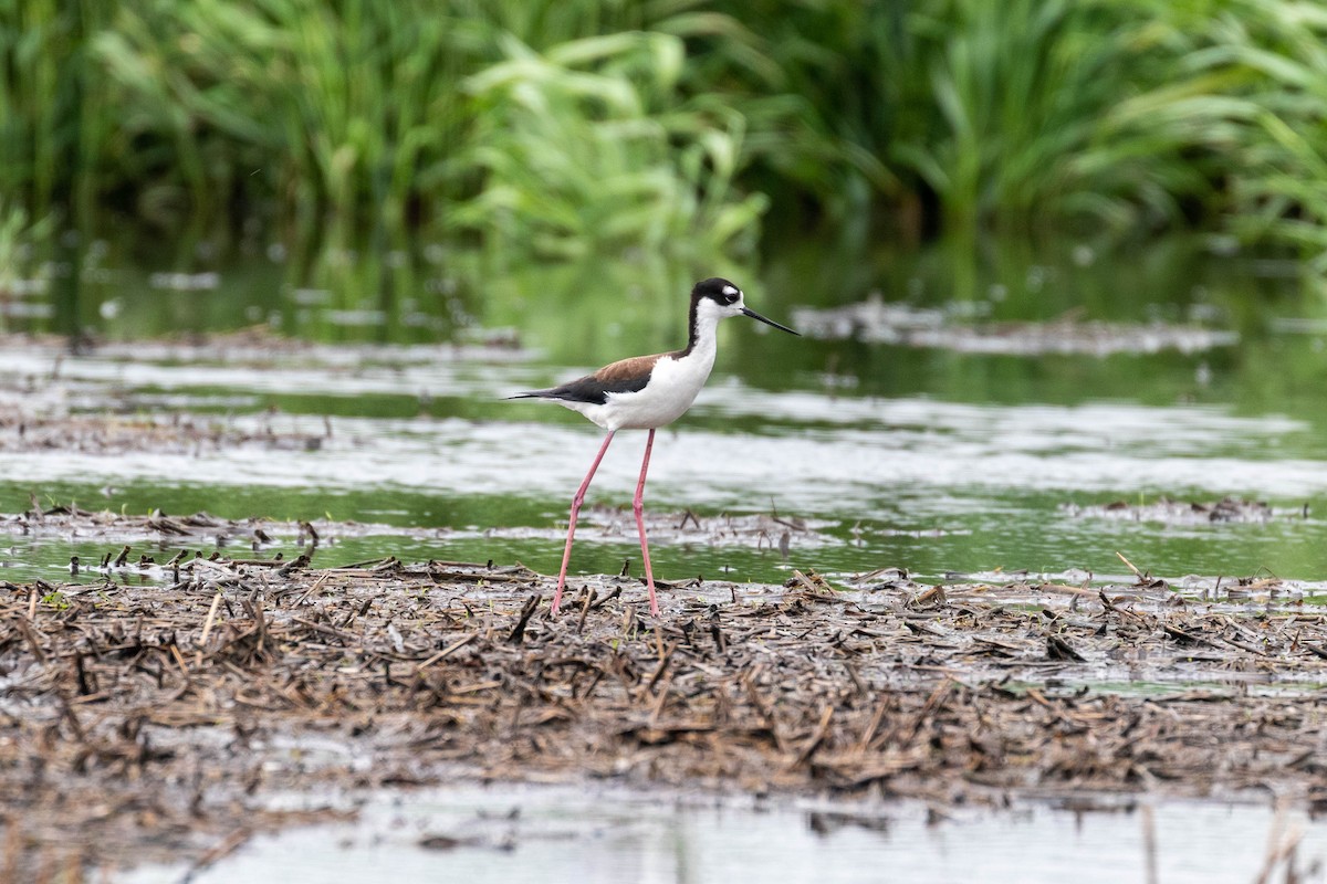 Black-necked Stilt - ML293171851