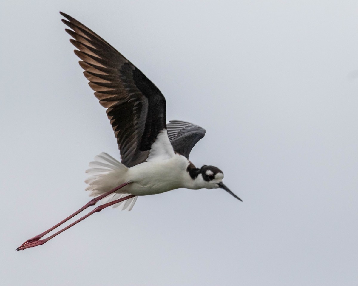 Black-necked Stilt - ML293171861