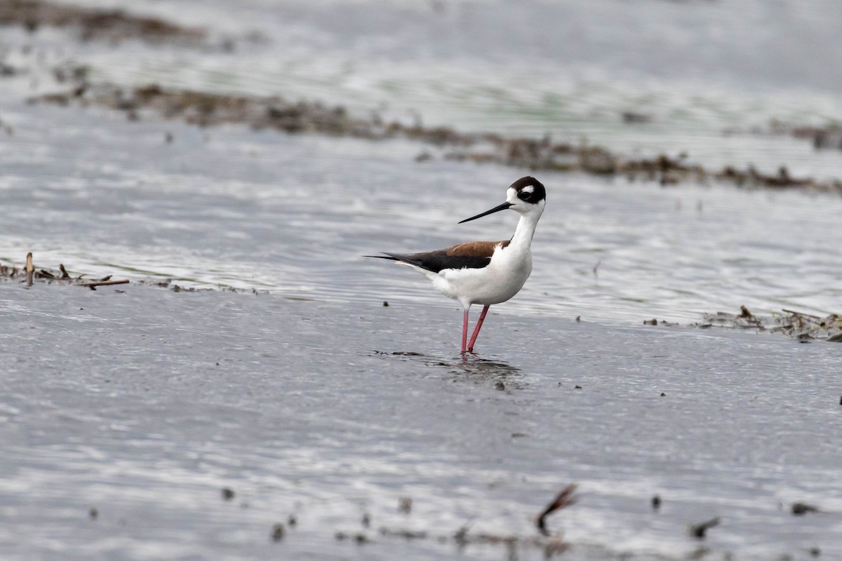 Black-necked Stilt - Rob Kanter