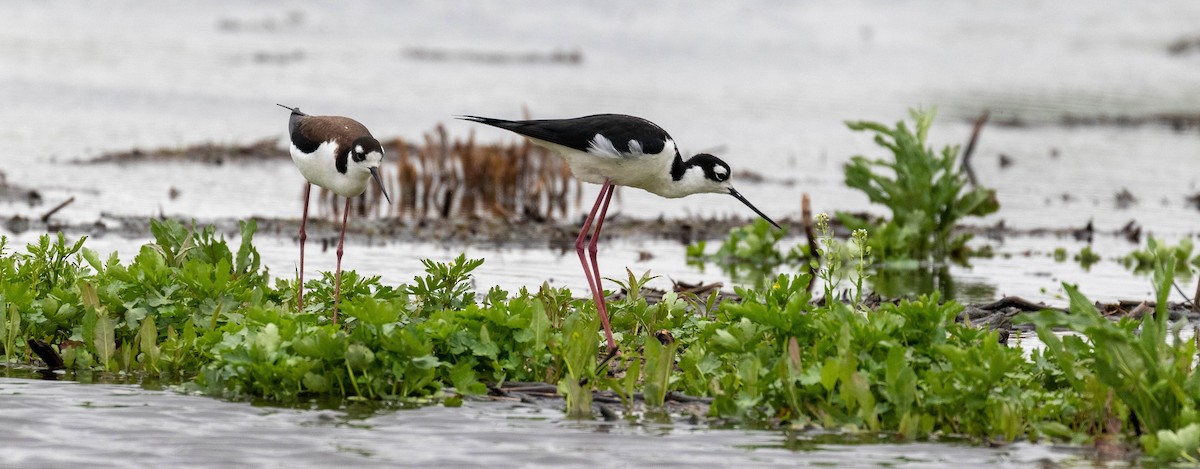 Black-necked Stilt - ML293171891