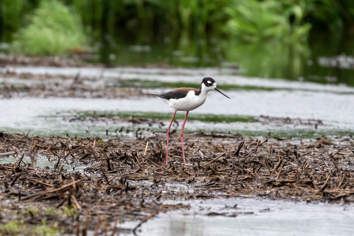 Black-necked Stilt - ML293171901