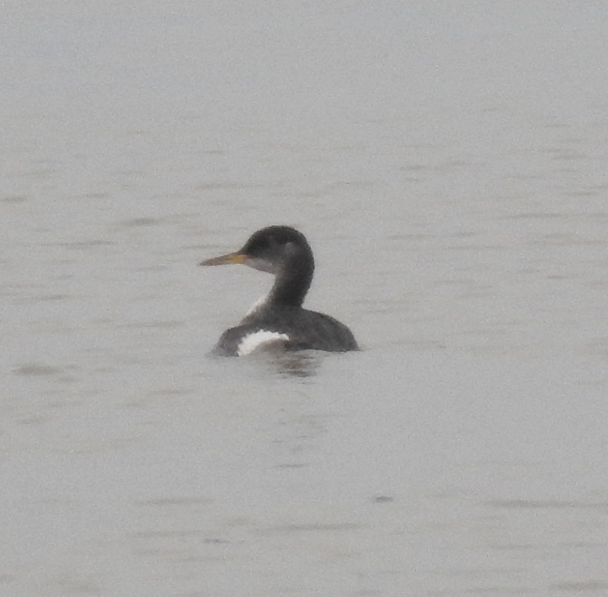 Red-necked Grebe - ML293172161