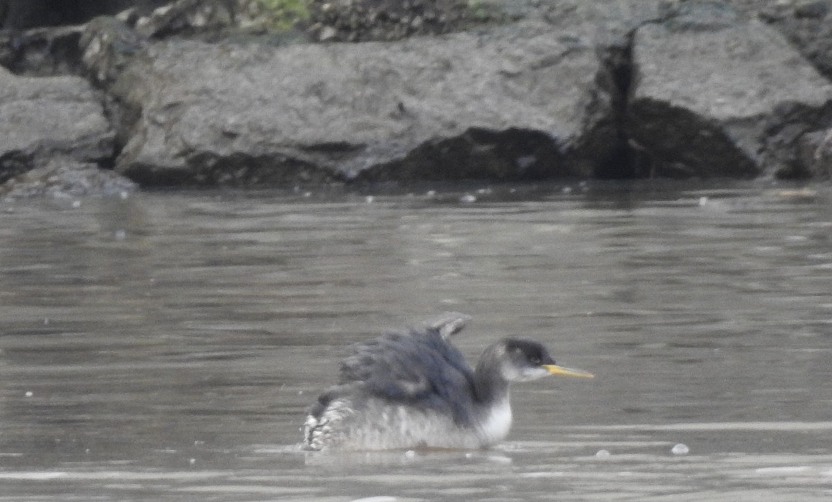 Red-necked Grebe - ML293172221