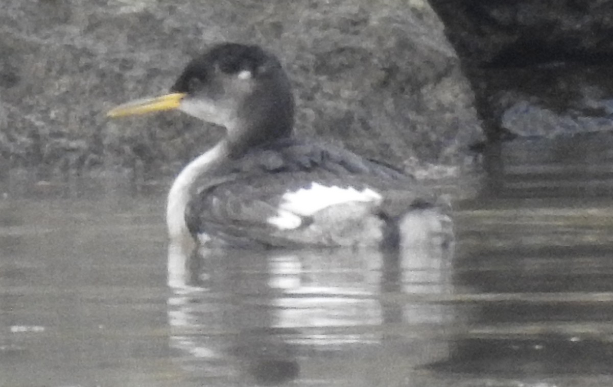Red-necked Grebe - ML293172291