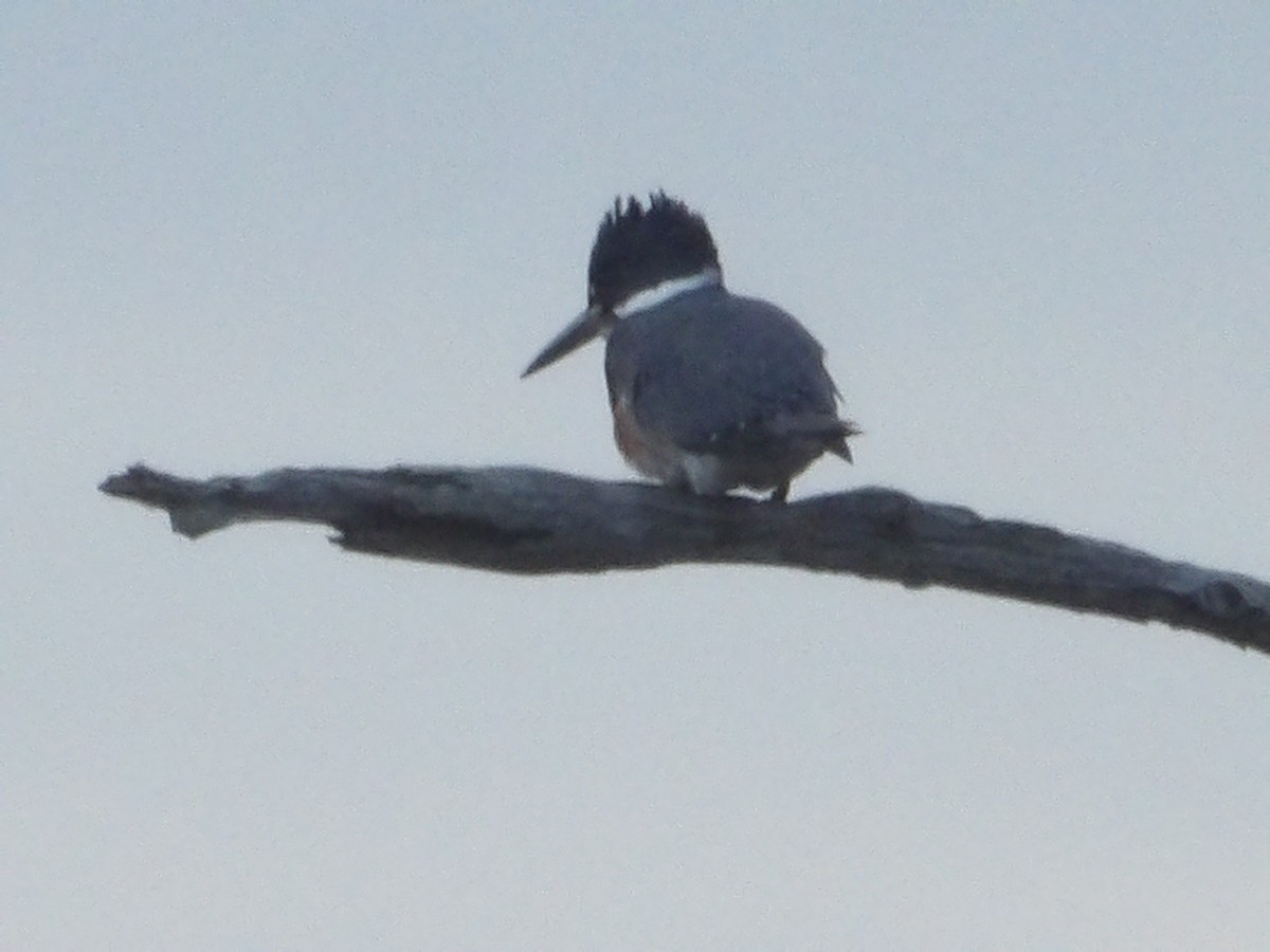 Belted Kingfisher - Mike Holthaus