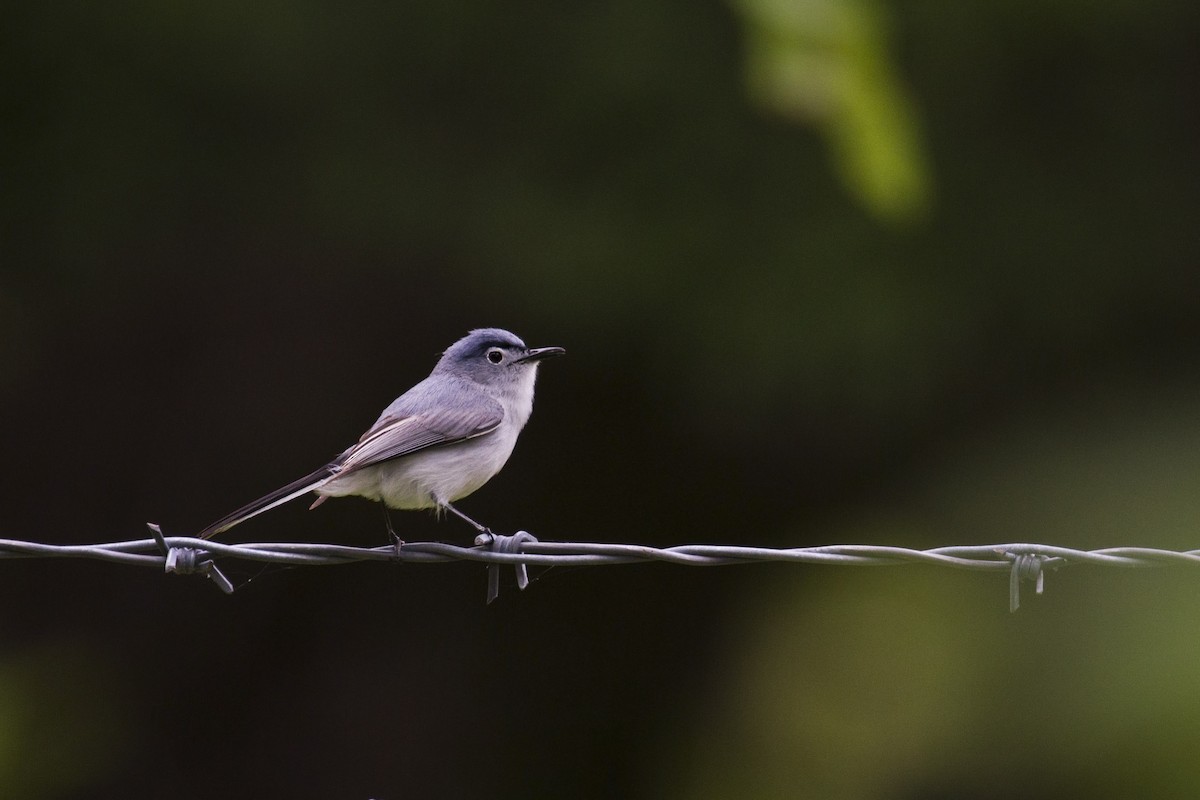 Blue-gray Gnatcatcher - ML29317291