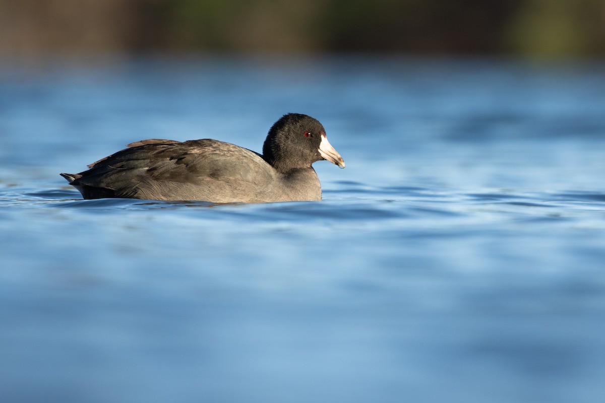 American Coot - Ronan Nicholson