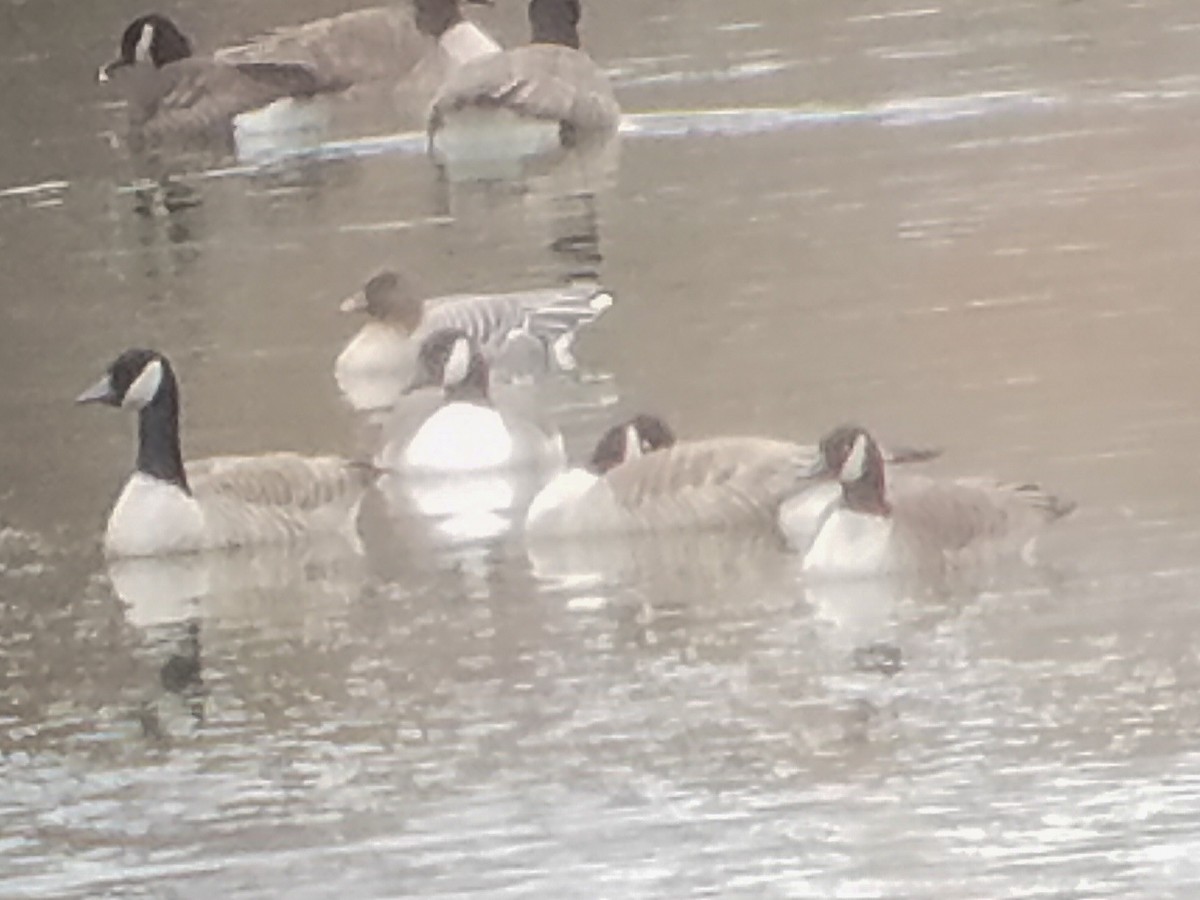 Pink-footed Goose - ML293174201