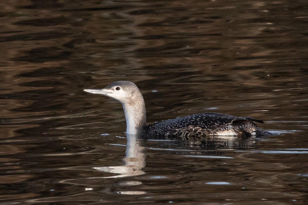 Red-throated Loon - ML293174641
