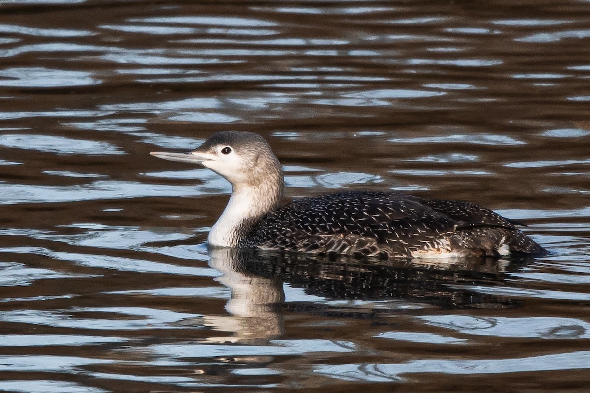 Red-throated Loon - ML293174651