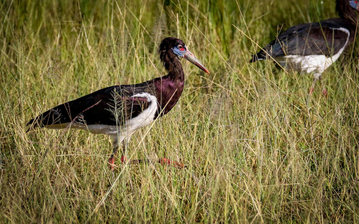 Abdim's Stork - ML293180521