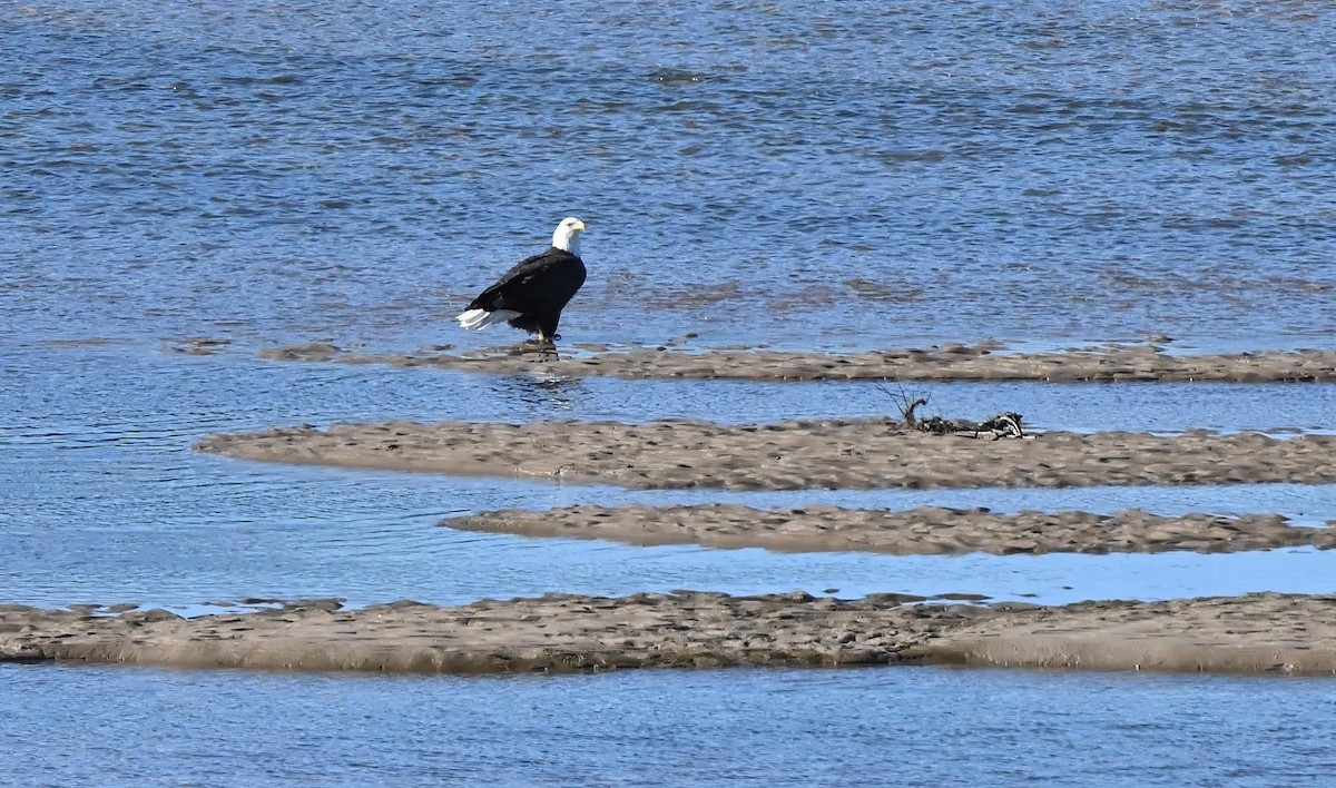 Bald Eagle - ML293183081