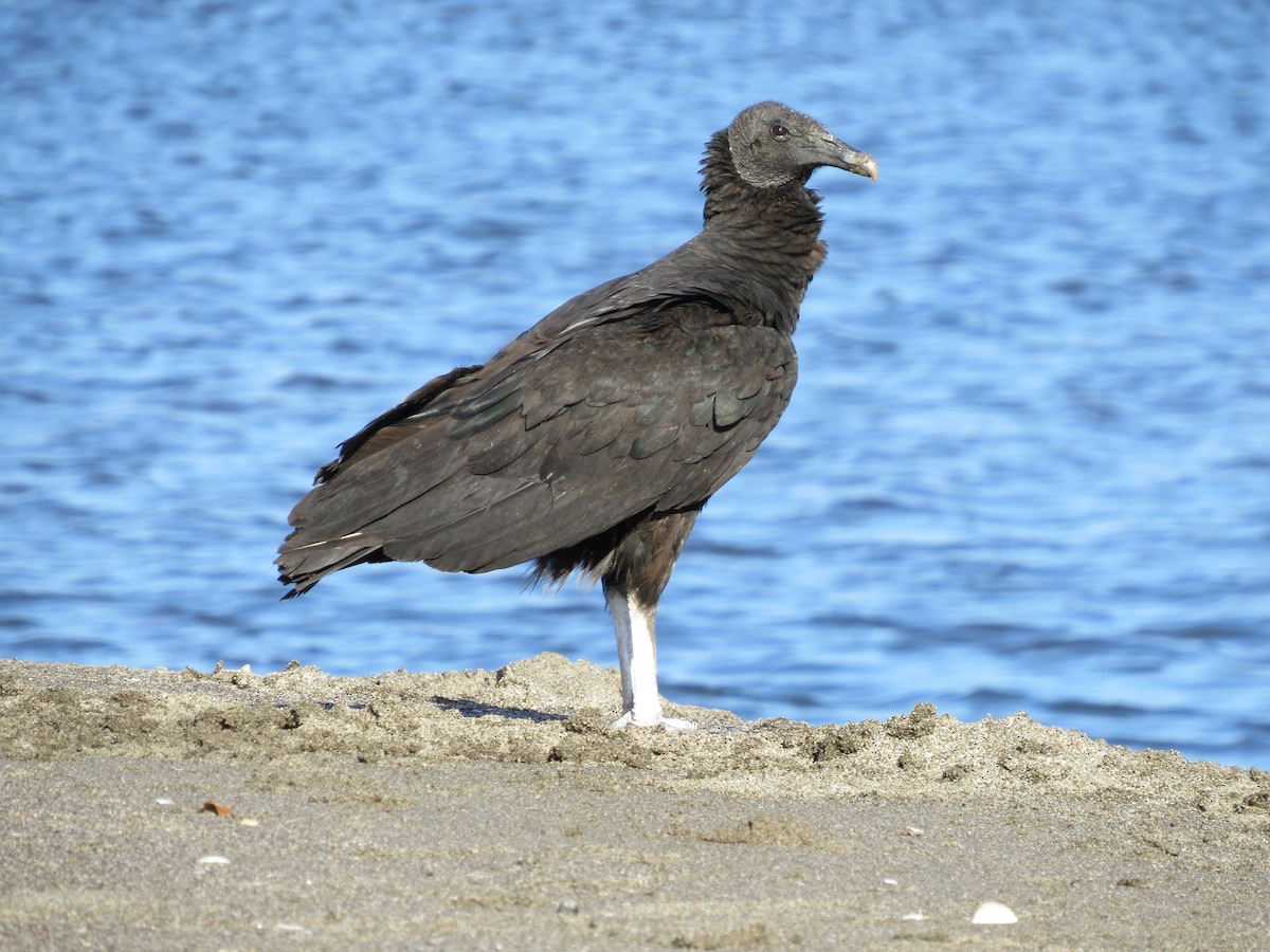 Black Vulture - ML293183251