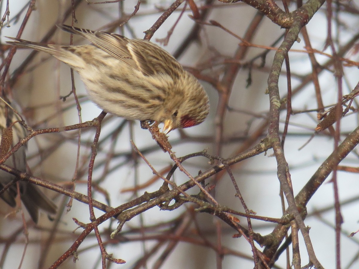 Common Redpoll - Greg Hanisek