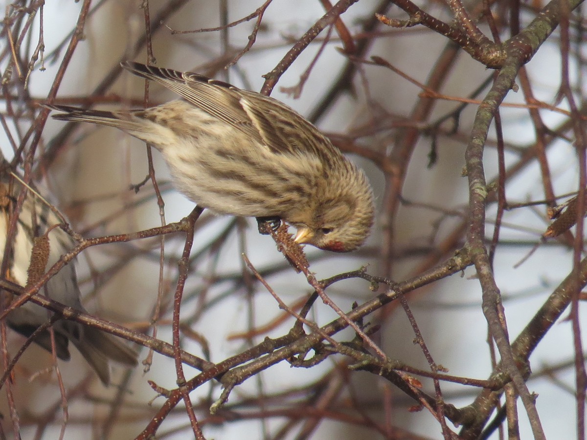 Common Redpoll - ML293183471