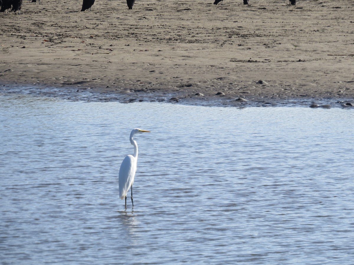 Great Egret - ML293183491