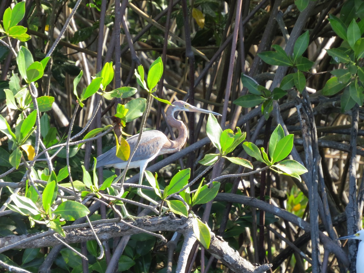 Tricolored Heron - Becky Flanigan