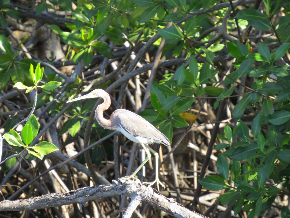 Tricolored Heron - ML293183801