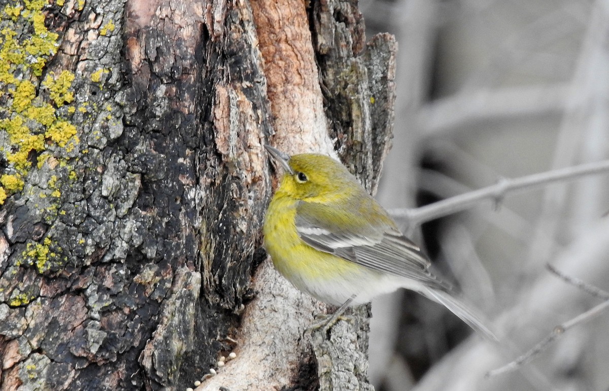 Pine Warbler - shelley seidman