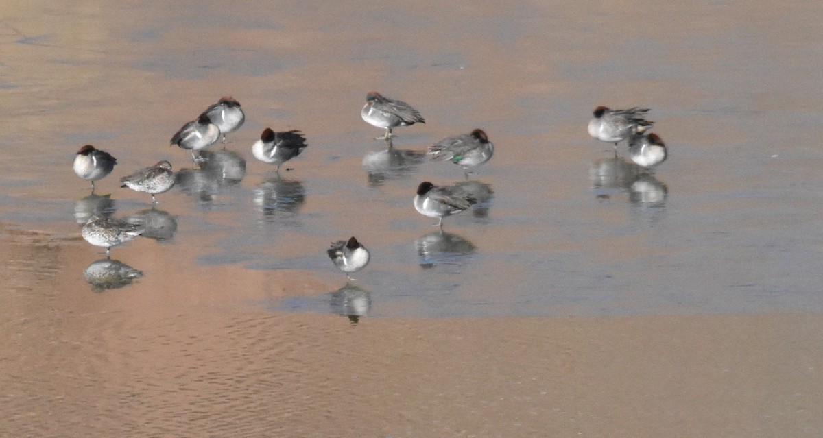 Green-winged Teal - ML293184011