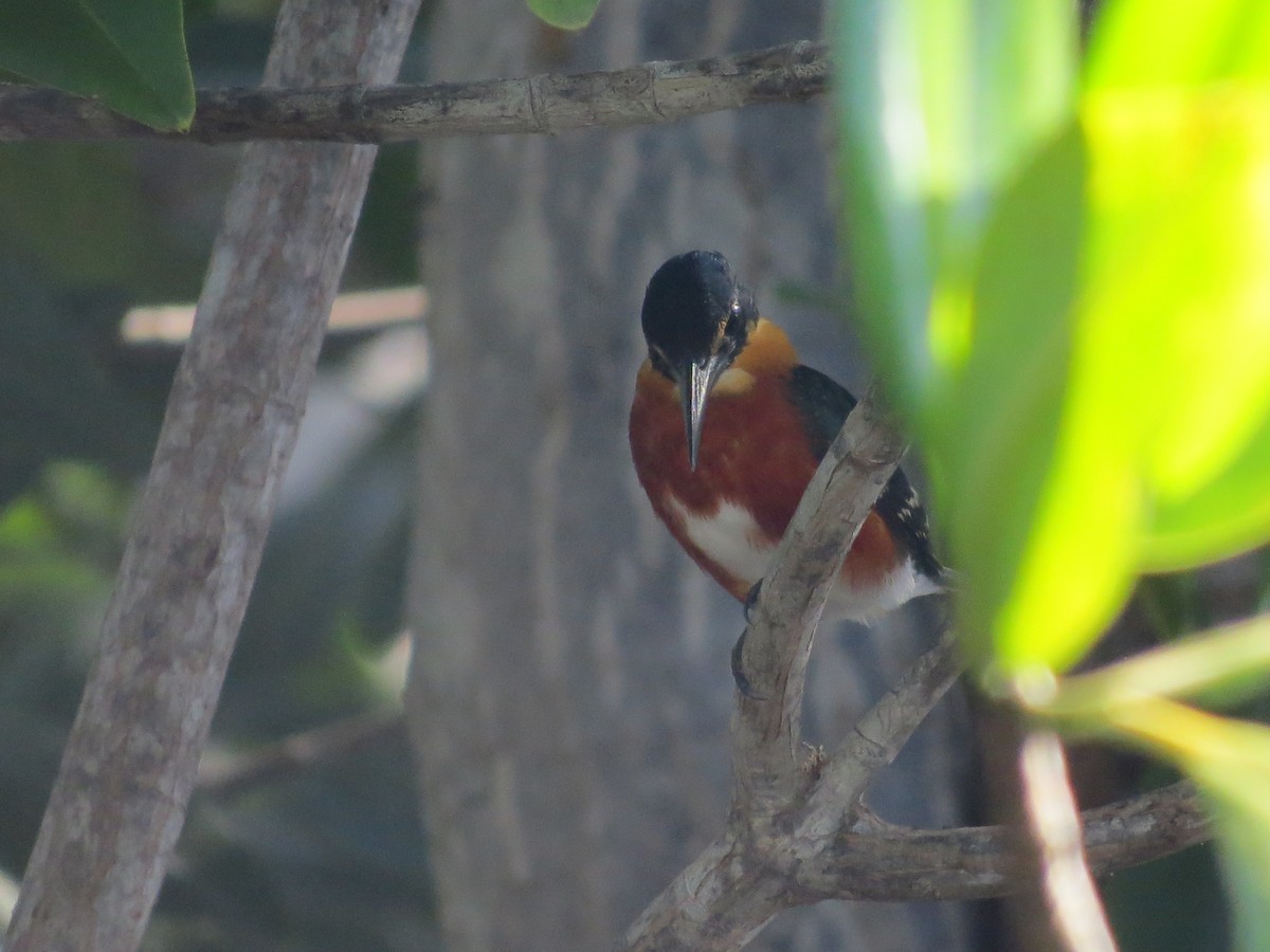 American Pygmy Kingfisher - Becky Flanigan