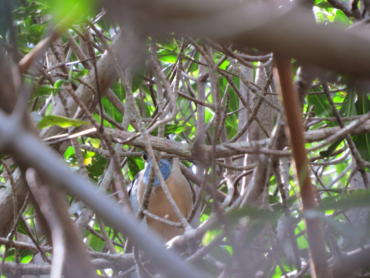 Boat-billed Heron - ML293184631