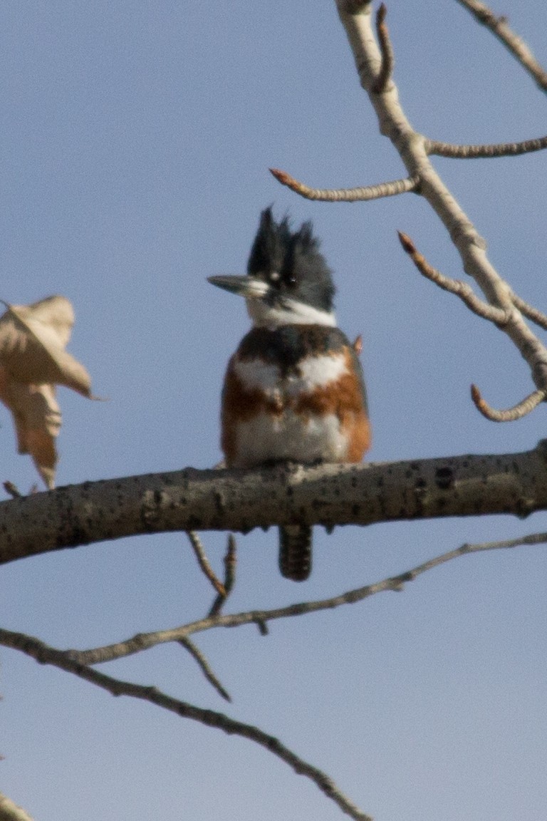 Belted Kingfisher - ML293187631