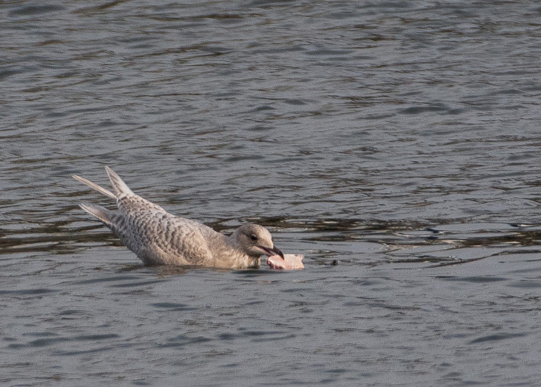 Iceland Gull - ML293191411