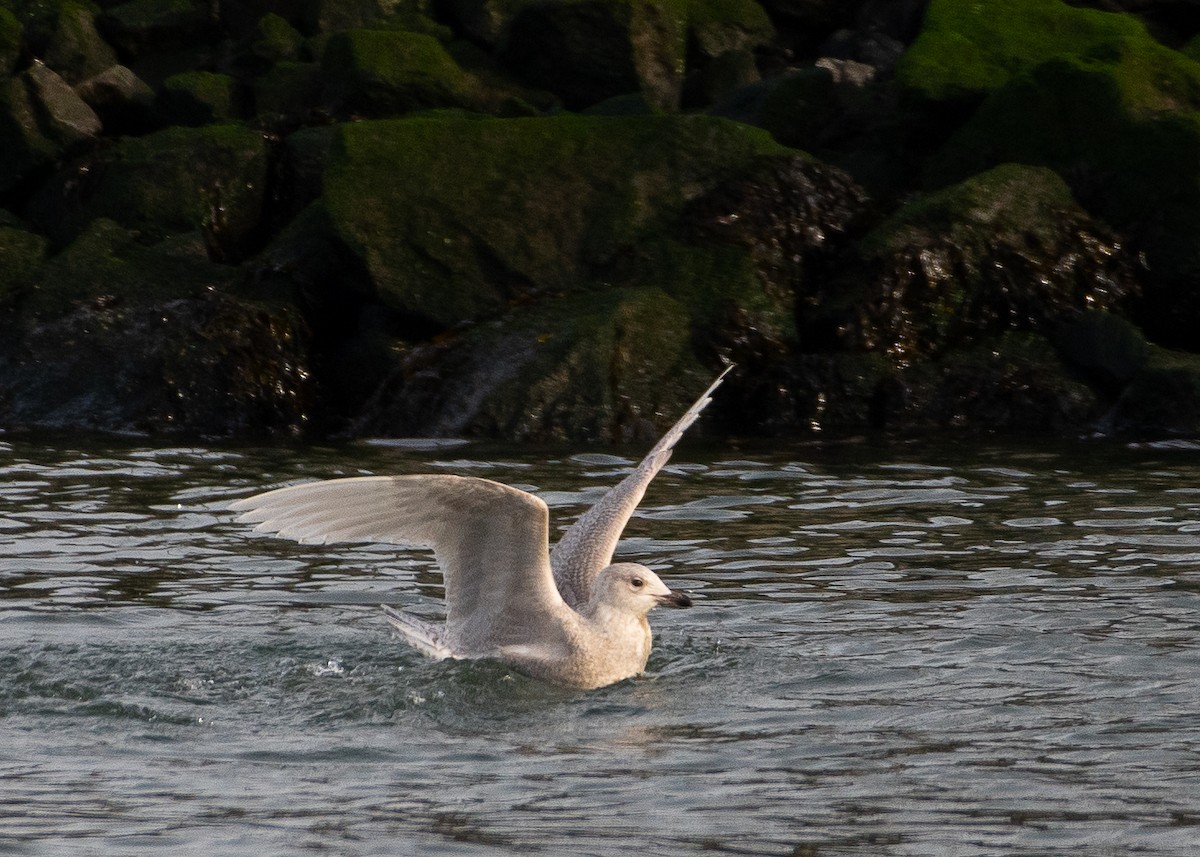 Iceland Gull - ML293191421