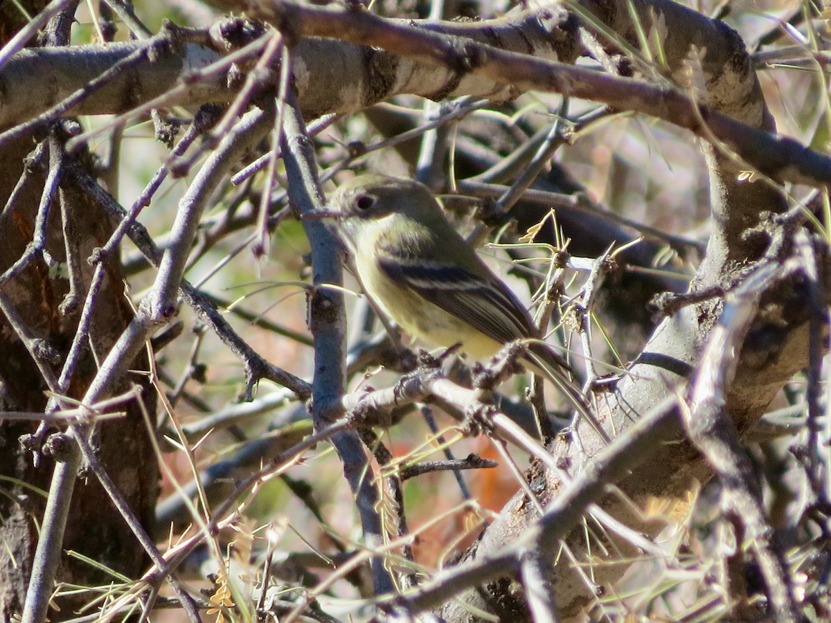 Hammond's Flycatcher - ML293191871