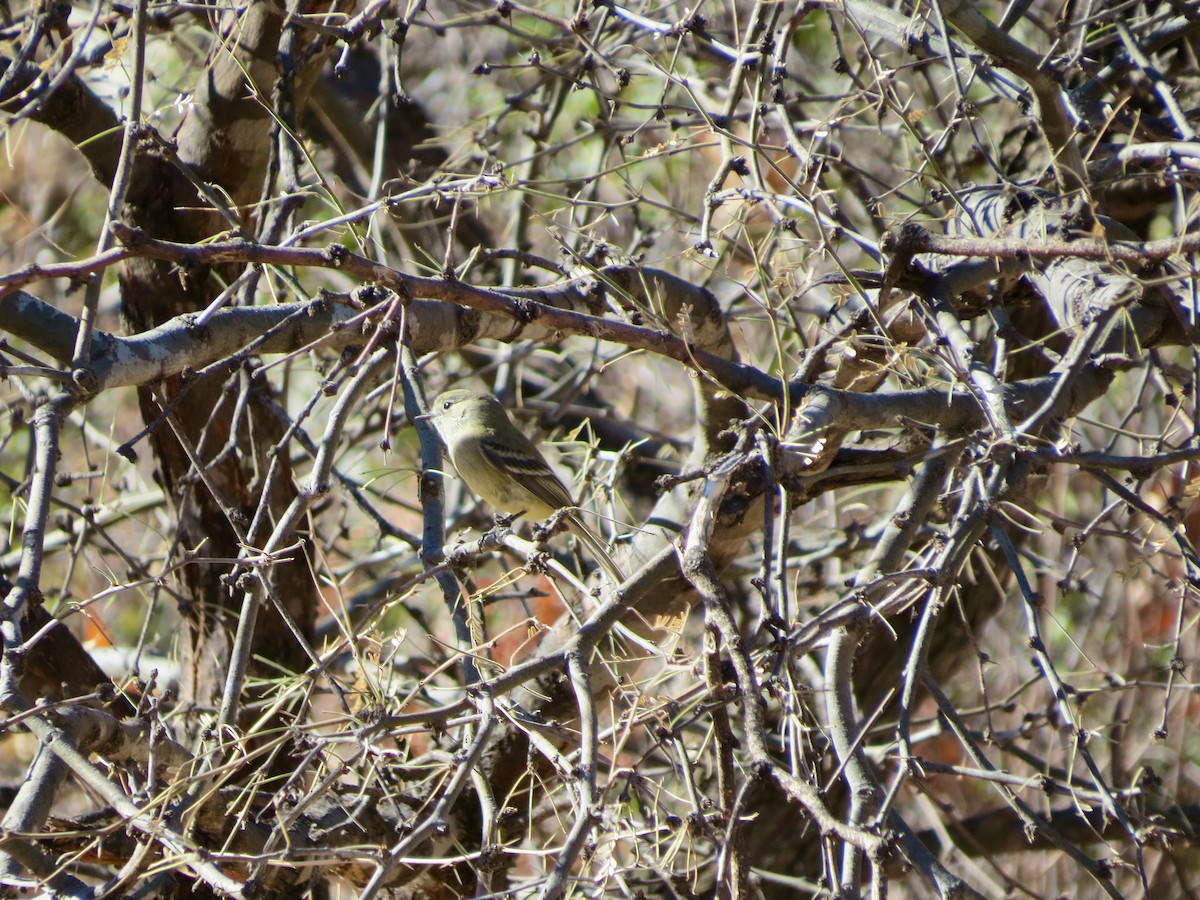 Hammond's Flycatcher - ML293191881