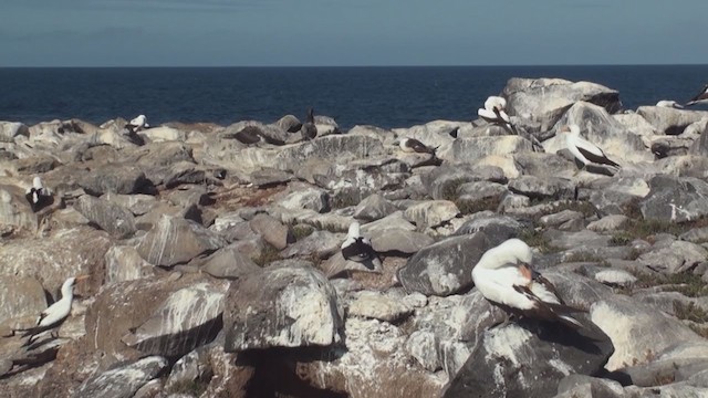 Nazca Booby - ML293191901