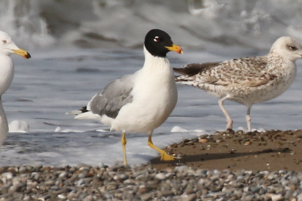 Pallas's Gull - Ozcan Kilic