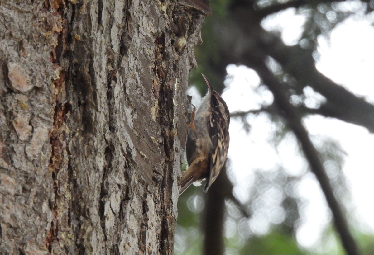 Brown Creeper - ML293193661