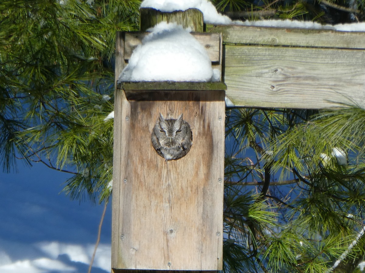 Eastern Screech-Owl - ML293194131