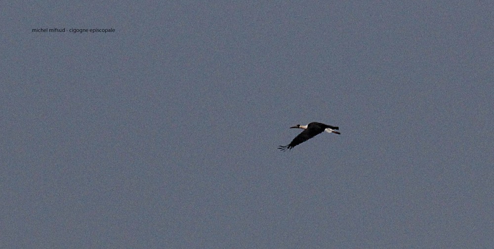 Asian Woolly-necked Stork - ML293194151