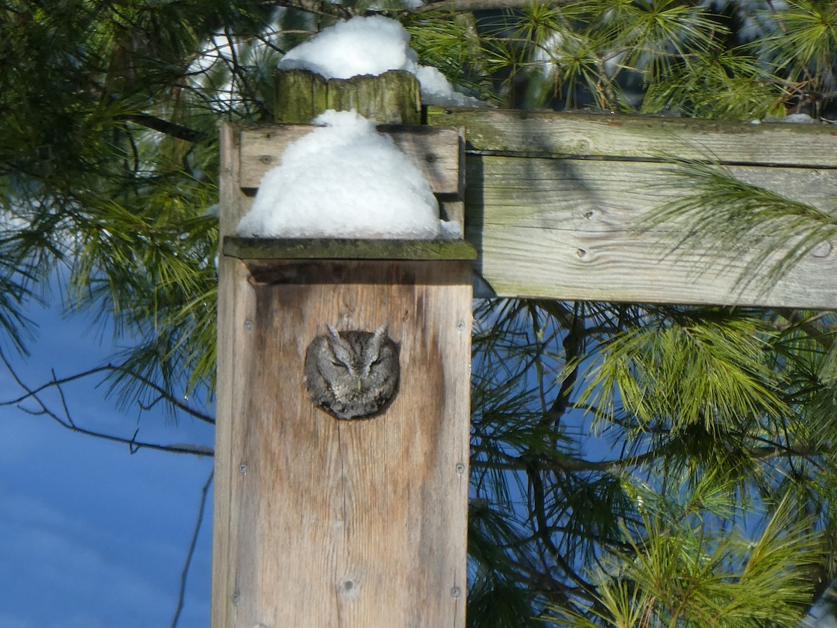 Eastern Screech-Owl - ML293194291