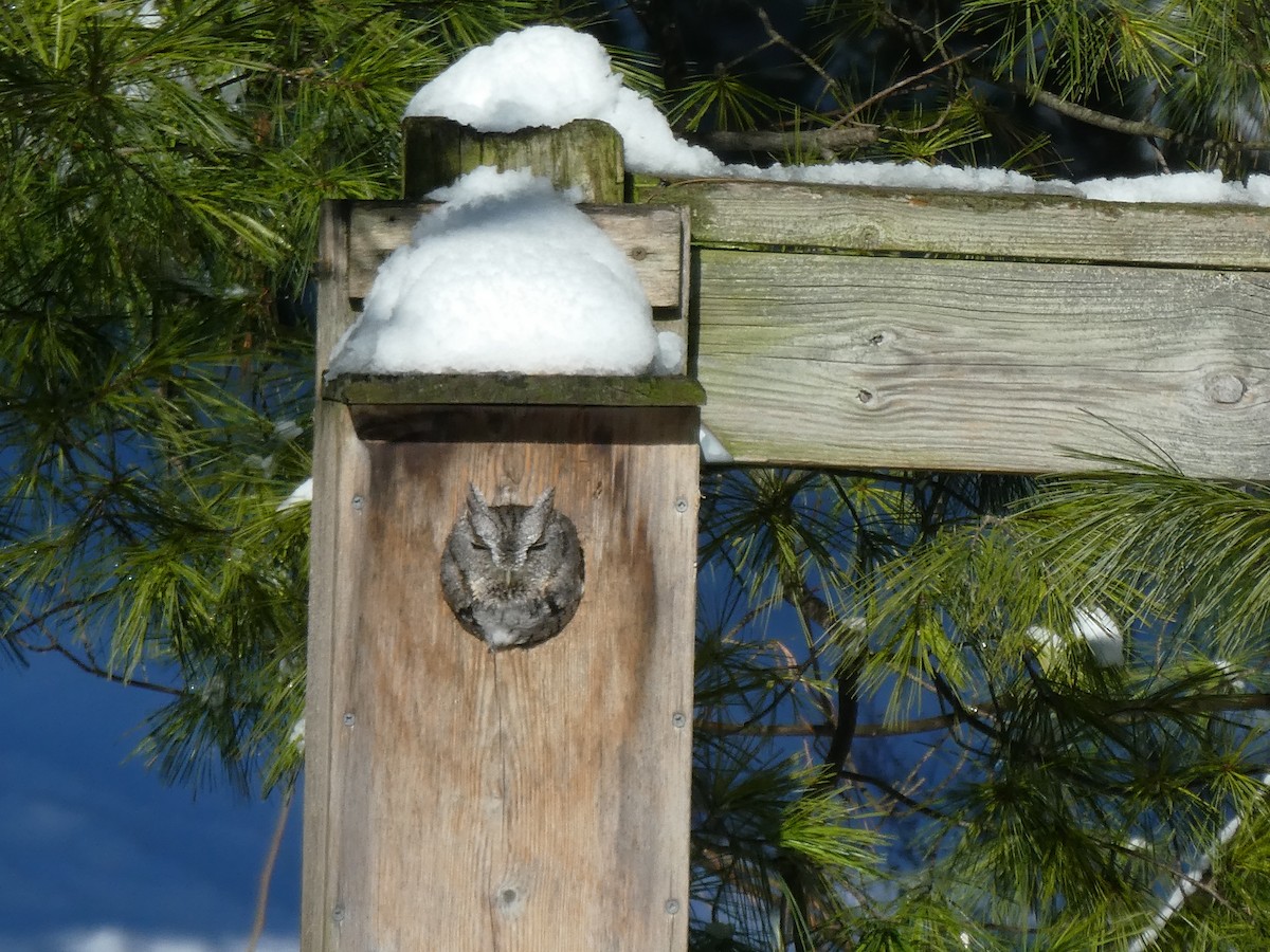 Eastern Screech-Owl - ML293194301