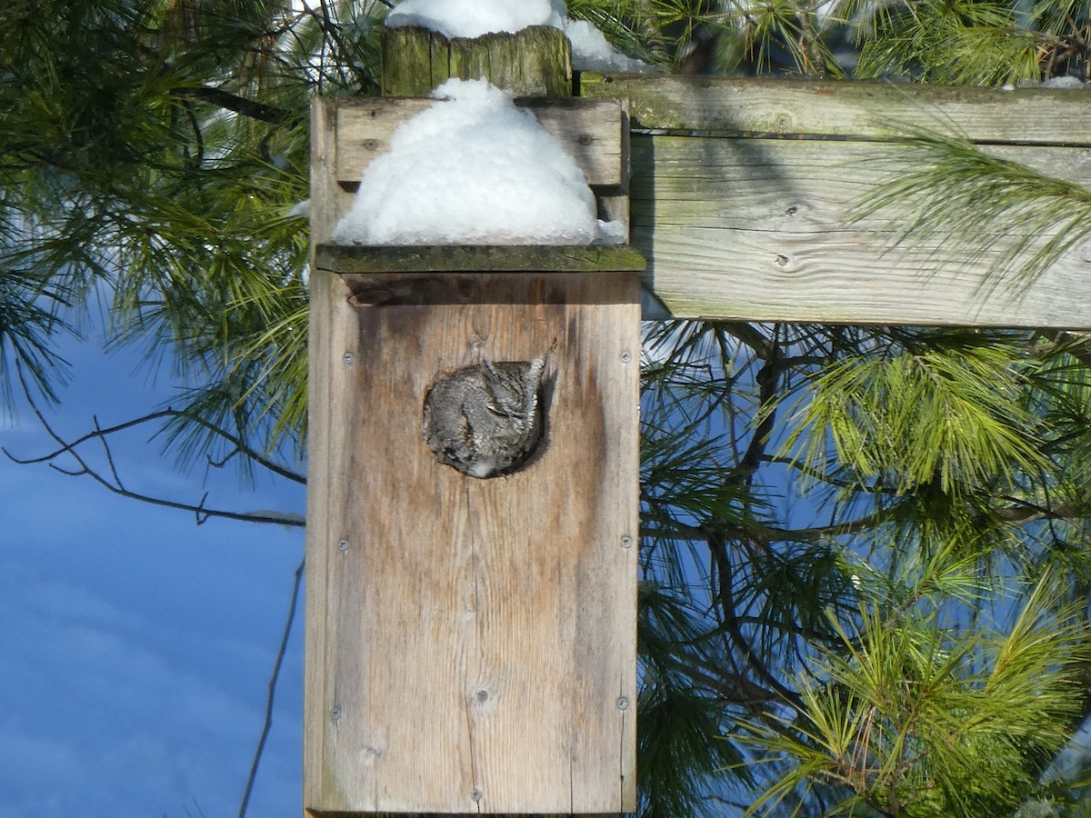 Eastern Screech-Owl - ML293194351