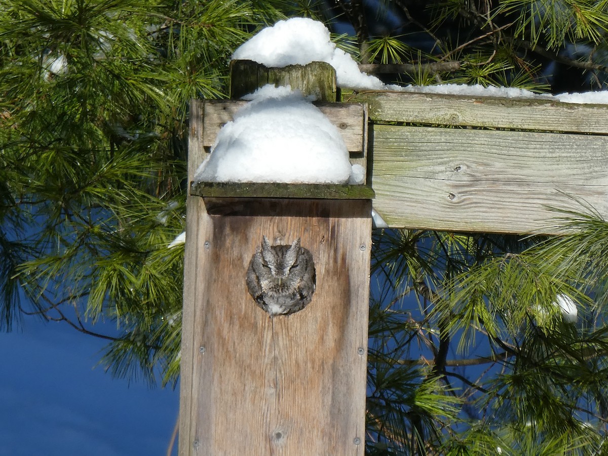 Eastern Screech-Owl - ML293194441